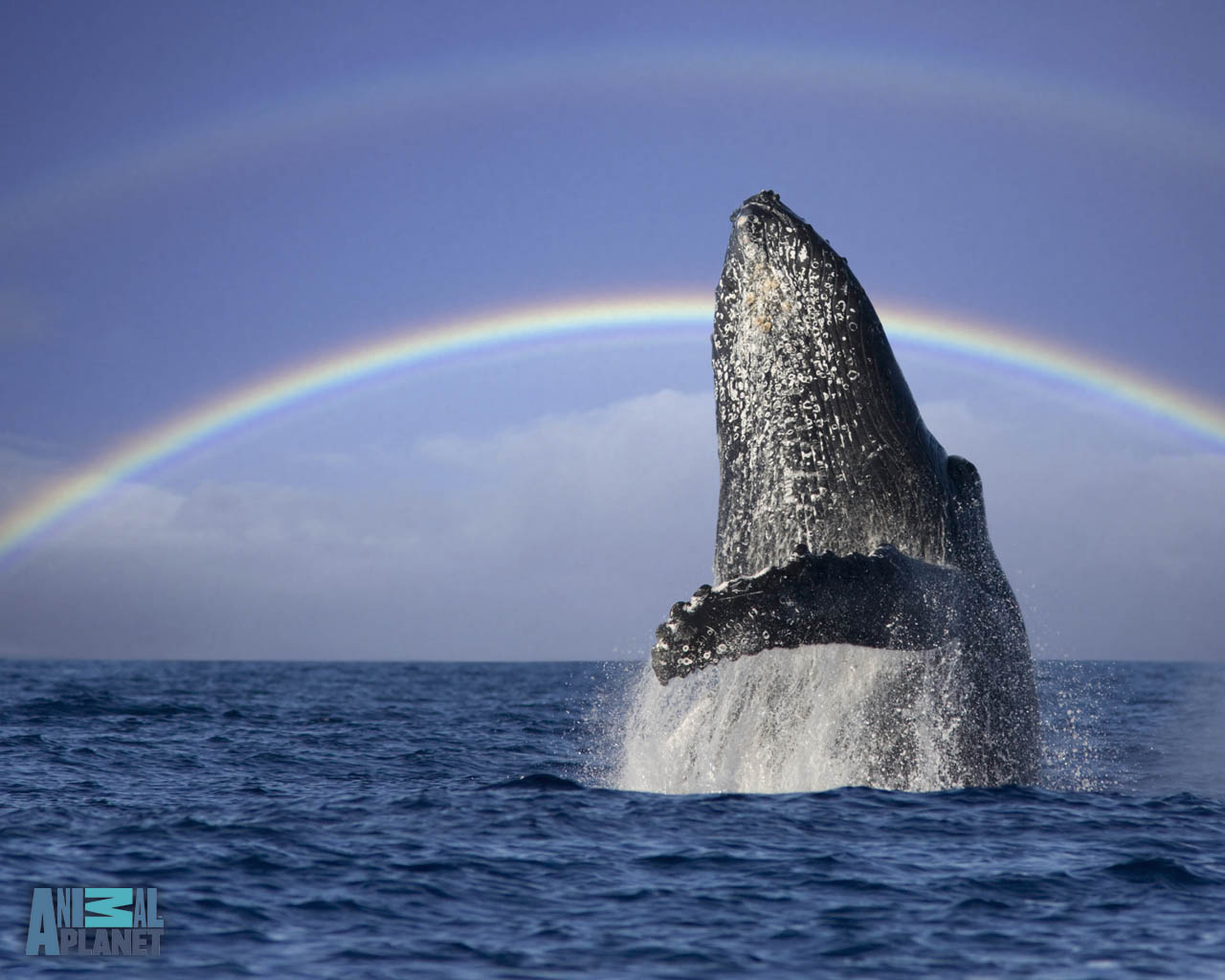 ТОП-20 кумедних та моторошних випадків з китами та делфінами - фото 5