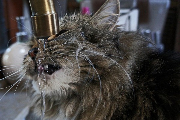 12 котів, які люблять воду (ФОТО) - фото 10