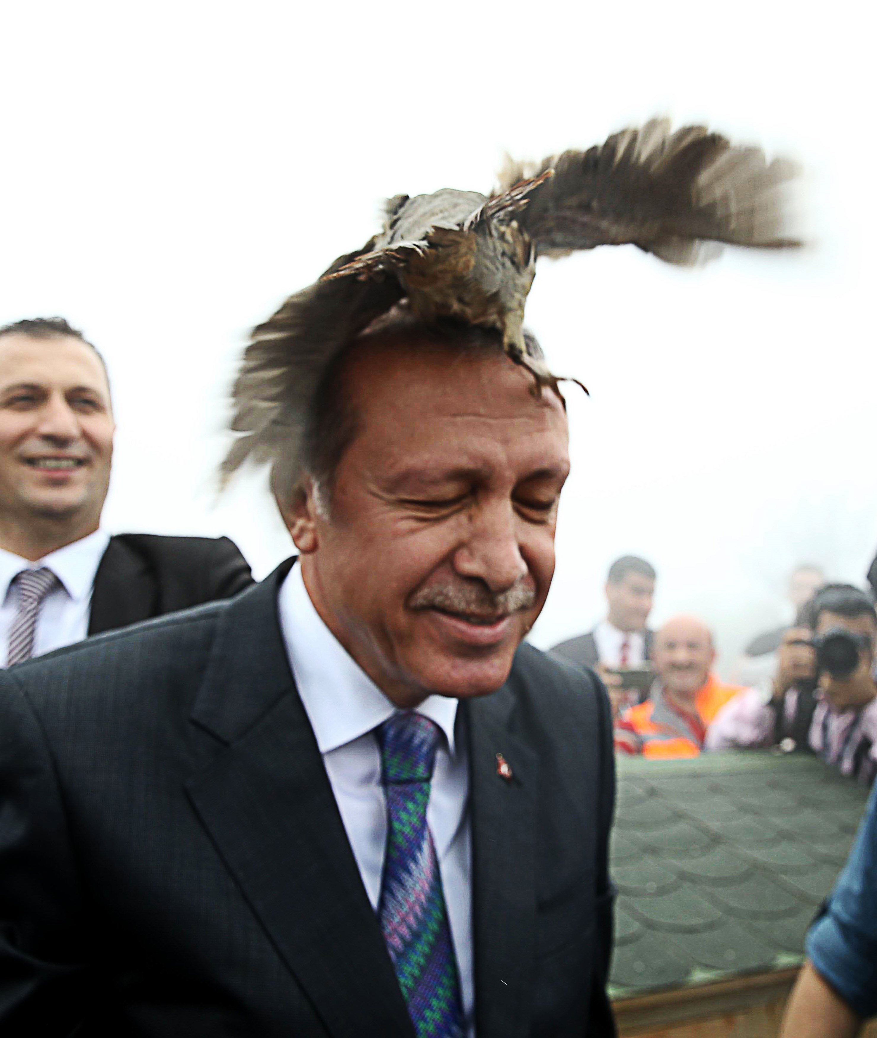 На голову президенту Туреччини сіла куріпка - фото 1