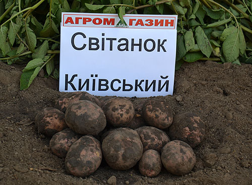 в какой стране больше всего едят картофель. Смотреть фото в какой стране больше всего едят картофель. Смотреть картинку в какой стране больше всего едят картофель. Картинка про в какой стране больше всего едят картофель. Фото в какой стране больше всего едят картофель
