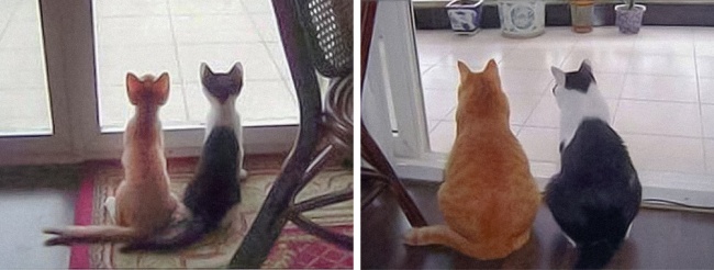 ТОП-10 ознак, що у вас вдома живе двоє котів - фото 6