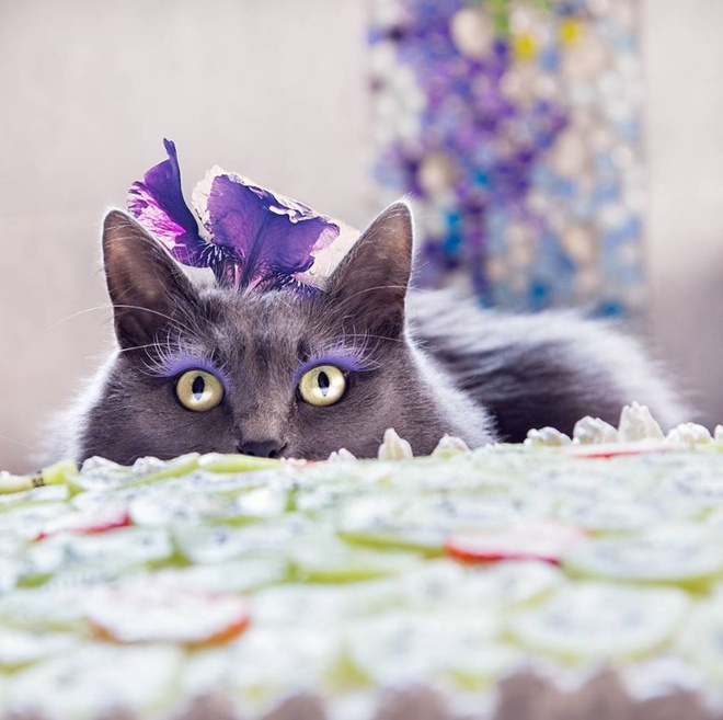 Як кішка з кольоровими віями стала королевою моди - фото 5