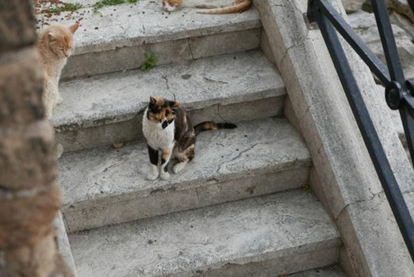 ТОП-8 самых кошачьих мест в мире - фото 31