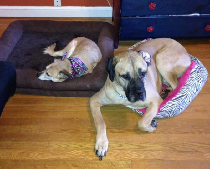 Нестандартний підхід: Як чудернацько собаки бачать комфортний сон - фото 1