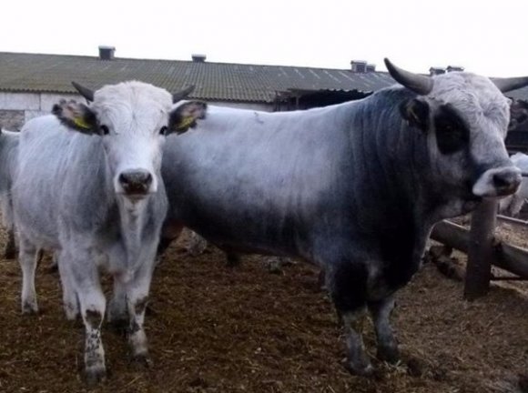 В Межигір'я завезли корів та віслюків - фото 1