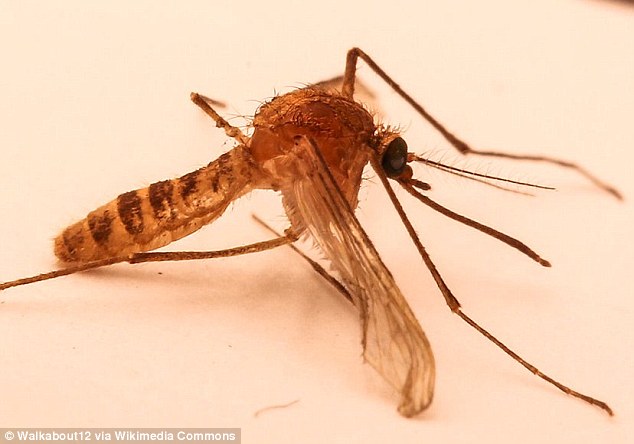Люди "вивели" новий вид комарів, які живуть під землею, - вчені - фото 1