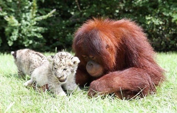 Як самка орангутанга стала мамою для маленький гепардів - фото 2