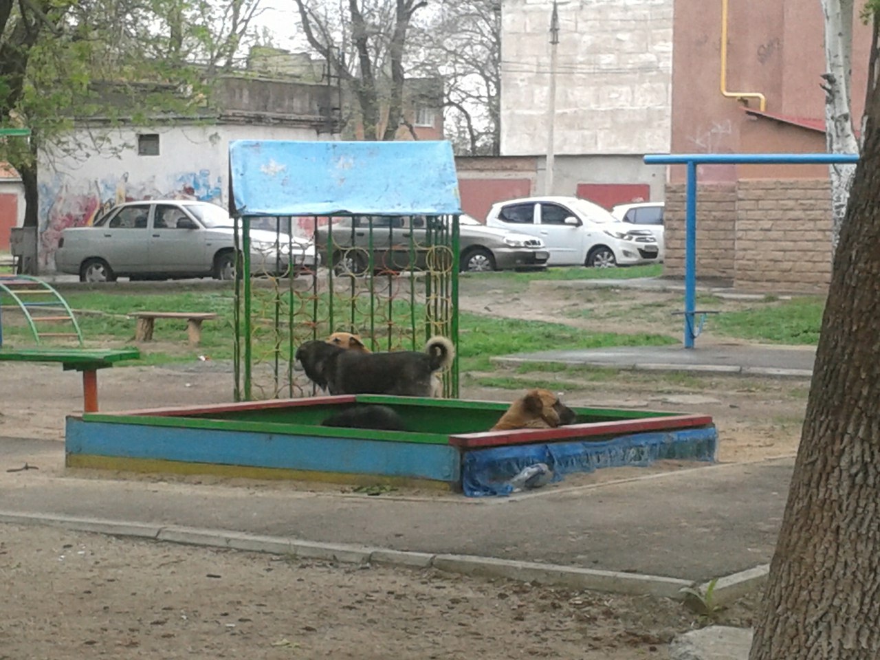 У Миколаєві чіповані собаки окупували дитячий майданчик - фото 2