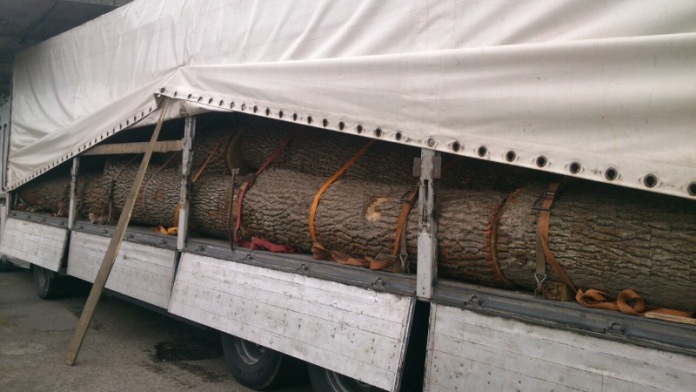 На Закарпатті на кордоні затримали вантажівки з контрабандною деревиною - фото 3