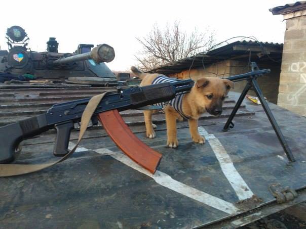 Чим займаються на Донбасі найкращі друзі бійців АТО - 2 - фото 5