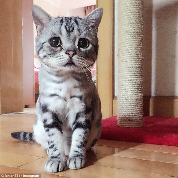 Найсумніший кіт у світі підірвав Інтернет (ФОТО, ВІДЕО) - фото 1