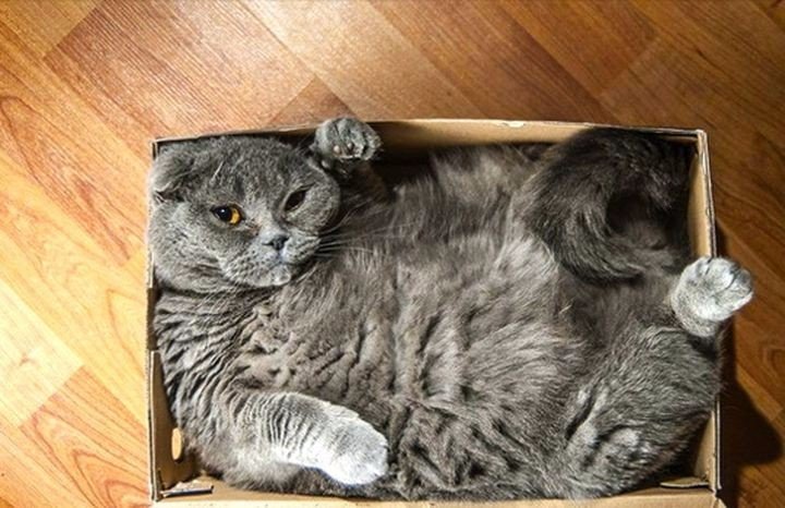 Як виглядають коти, які не вірять, що не поміщаються в коробку - фото 3