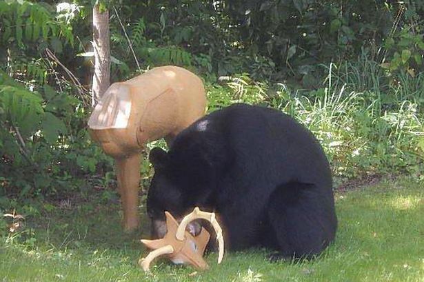 Як голодний ведмідь відірвав голову несправжньому оленю (ФОТО) - фото 3