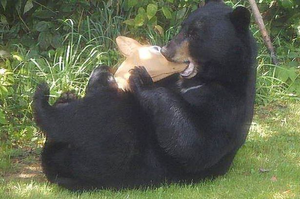 Як голодний ведмідь відірвав голову несправжньому оленю (ФОТО) - фото 5