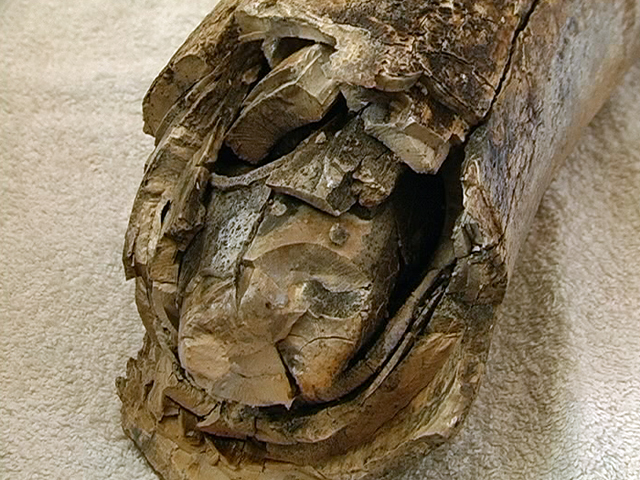 На Прикарпатті знайшли рештки мамонта, яким понад мільйон років (ФОТО, ВІДЕО) - фото 2