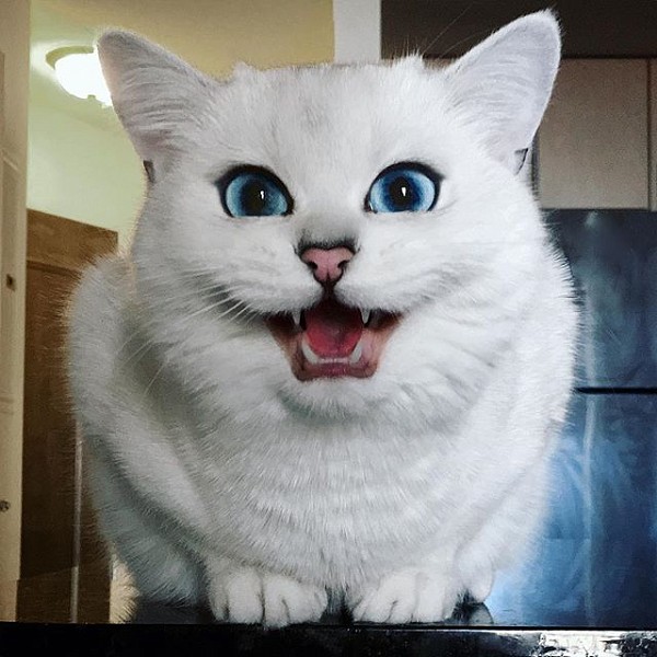 Кіт з "мультяшними" очима підкорює інтернет  - фото 5