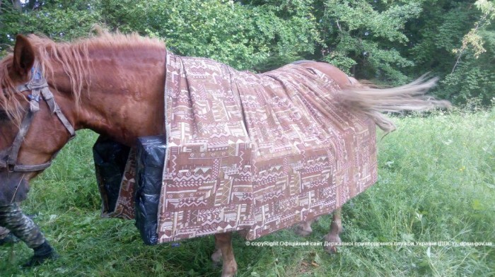 На Рівненщині затримали коня-контрабандиста - фото 1