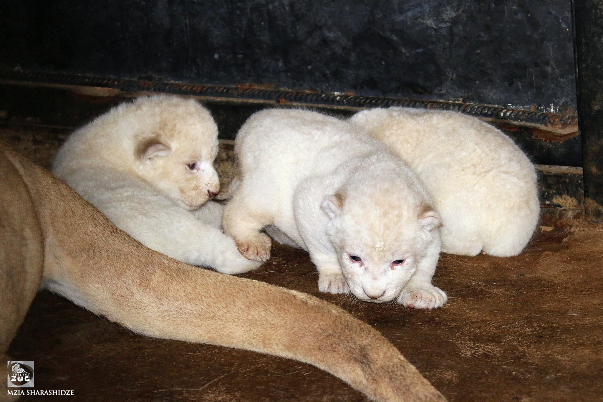 У Тбіліському зоопарку народилися троє білих левенят - фото 2