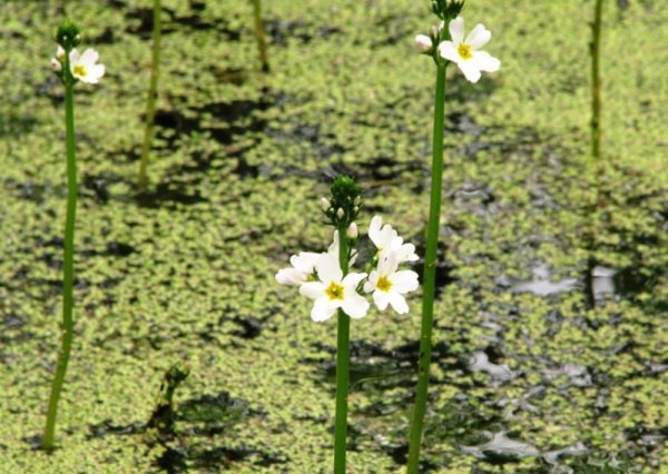 Квітучий острівок на озері Берестувате