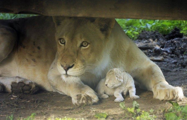 В угорському зоопарку біле левеня народилося на очах відвідувачів - фото 1