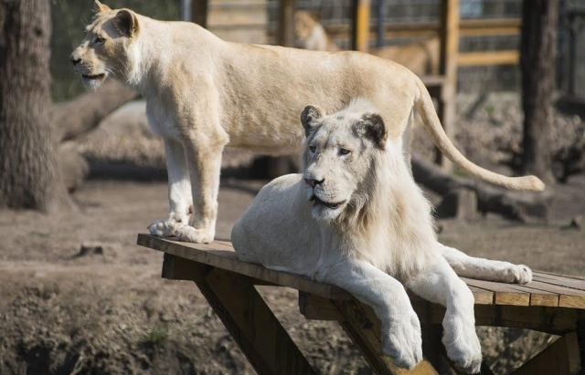 В угорському зоопарку біле левеня народилося на очах відвідувачів - фото 2