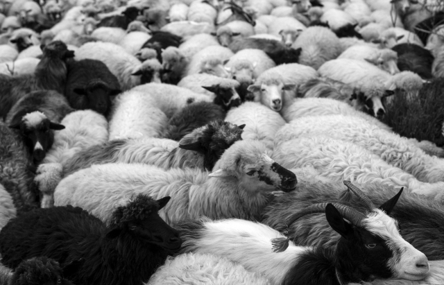 Гори, вівці, сир: Як живуть карпатські вівчарі - фото 4