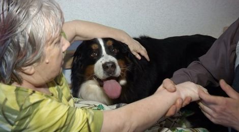 У Латвії пенсіонерів лікують величезні собаки  - фото 3