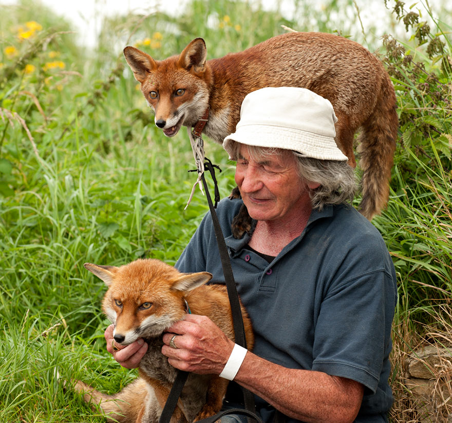 Як чоловік врятував лисиць, а вони сіли йому на голову  - фото 1
