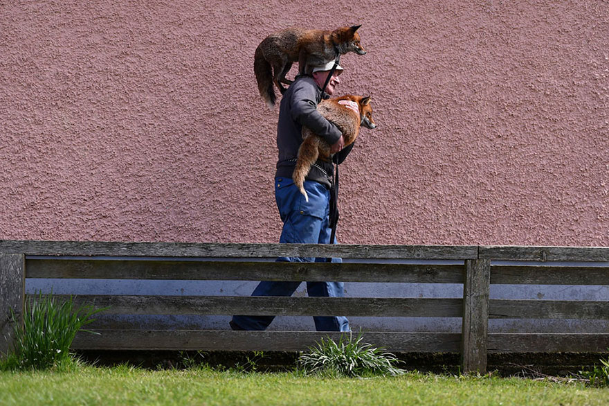 Як чоловік врятував лисиць, а вони сіли йому на голову  - фото 3