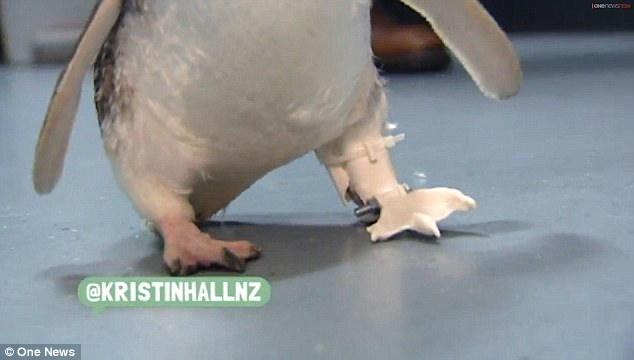  Пінгвін з протезом знову радіє життю - фото 2
