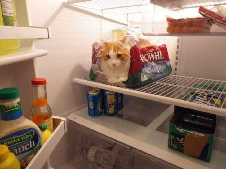 Як смішно домашні тварини рятуються від спеки у холодильнику - фото 4