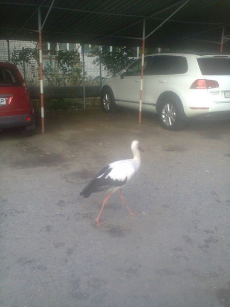 З одеського зоопарку втік великий птах - фото 2
