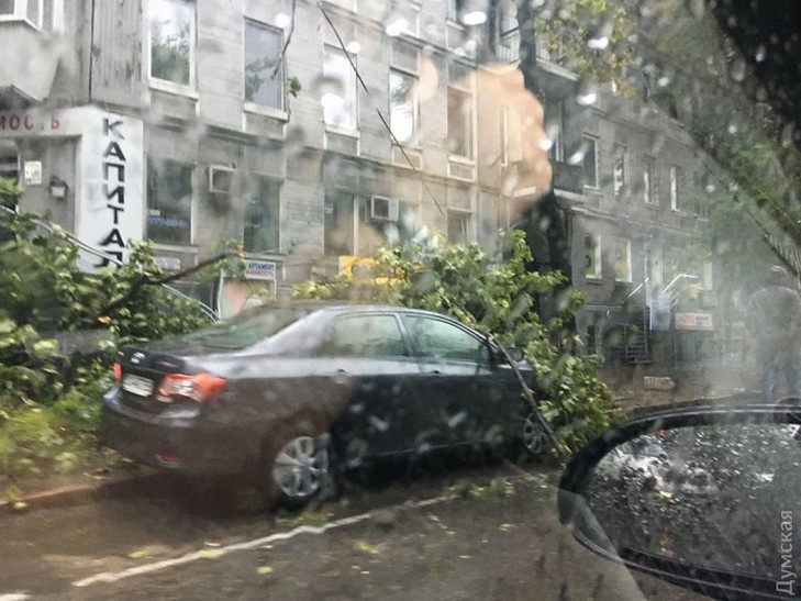 В центрі Одеси впало дерево - фото 1