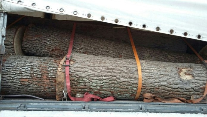 На Закарпатті на кордоні затримали вантажівки з контрабандною деревиною - фото 2