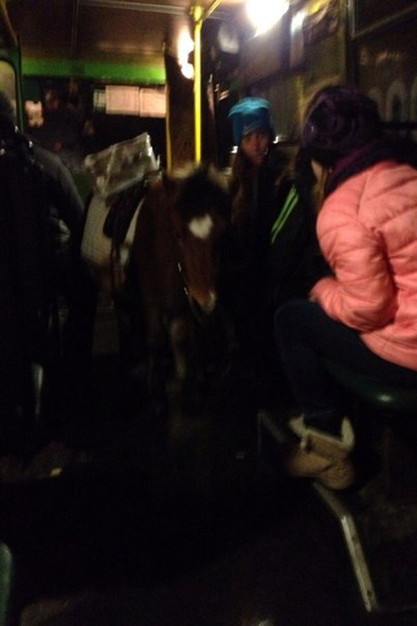 У Харкові поні почали користуватися міським транспортом - фото 2
