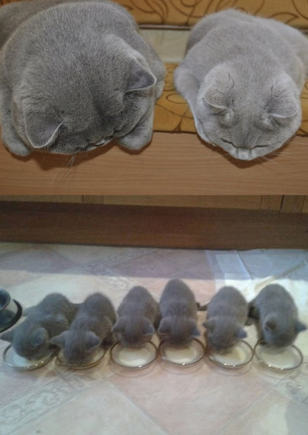 ТОП-15 кішок, які пишаються своїми кошенятами - фото 6