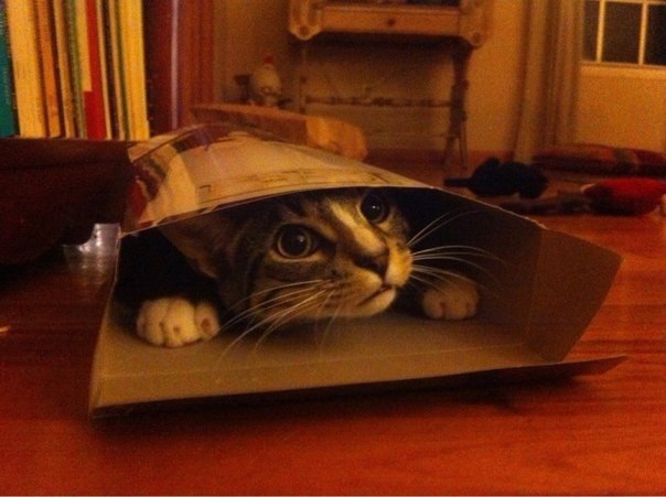 Як виглядають коти, які не вірять, що не поміщаються в коробку - фото 1