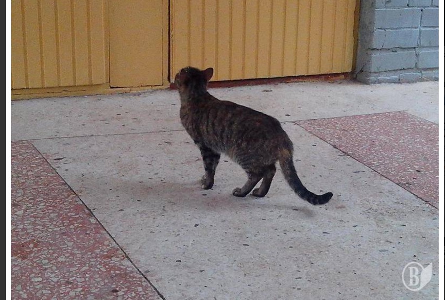 У Чернігові прийшла голосувати кішка - фото 2