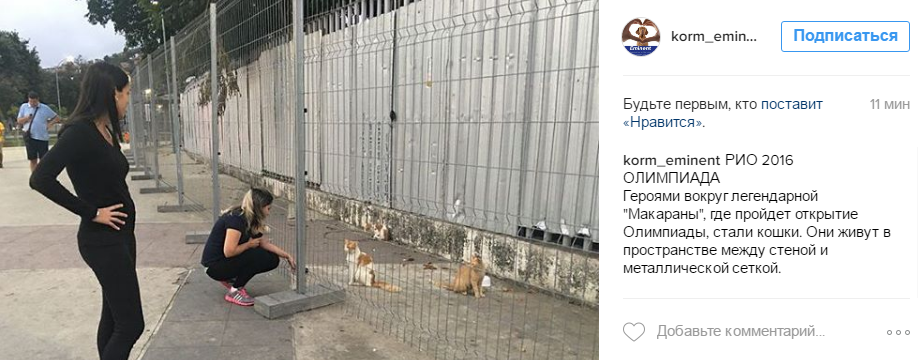 Як коти окупували легендарну "Маракану" перед відкриттям Олімпіади - фото 1