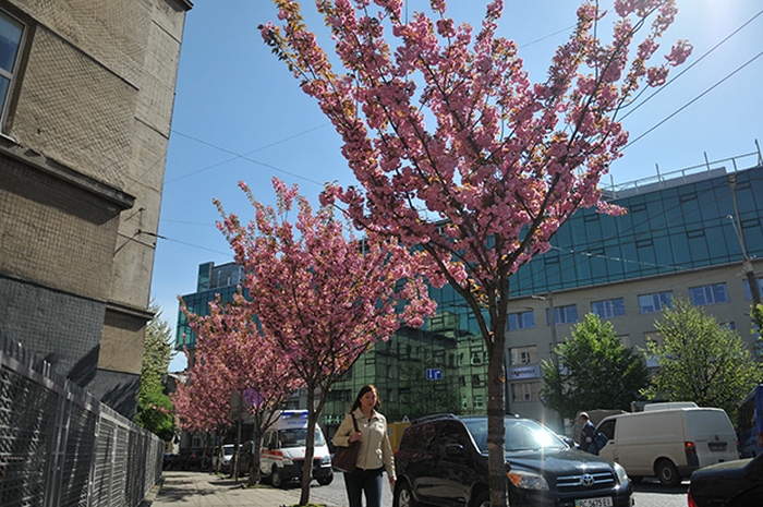 Львів потобає у неймовірному цвіті й ароматі сакур  - фото 2