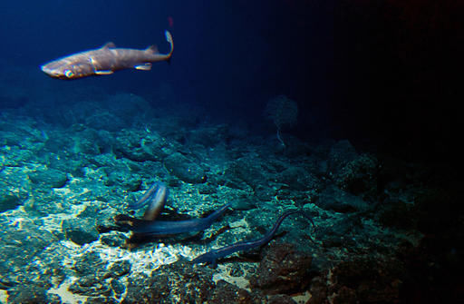 Учені виявили форми підводного життя, які були раніше невідомі науці - фото 1