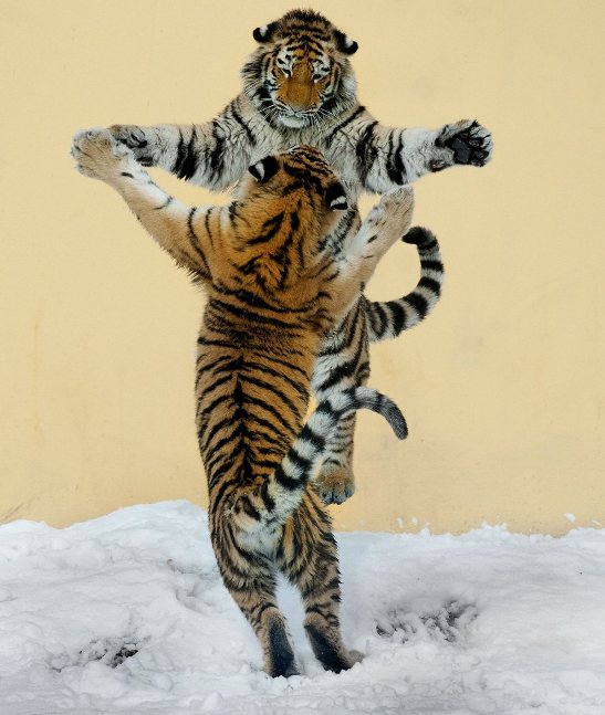 До Міжнародного дня танцю: смішні та зворушливі "па" від тварин - фото 6