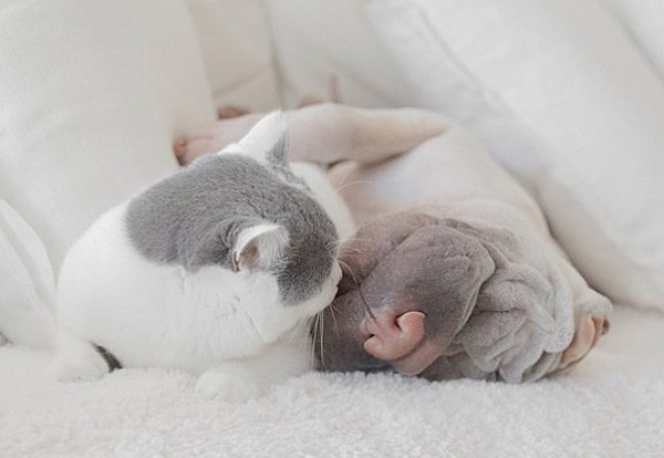 Мережу підкорюють зворушливі фото дружби між котом і собакою - фото 7