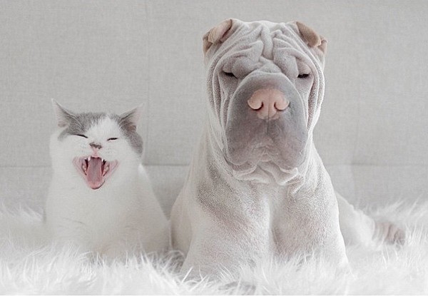 Мережу підкорюють зворушливі фото дружби між котом і собакою - фото 10
