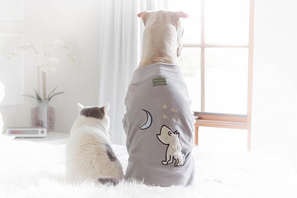 Мережу підкорюють зворушливі фото дружби між котом і собакою - фото 11
