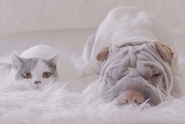 Мережу підкорюють зворушливі фото дружби між котом і собакою - фото 6