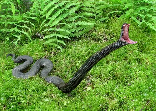 Буря в стакані: Чи варто боятися змій у Карпатах - фото 1