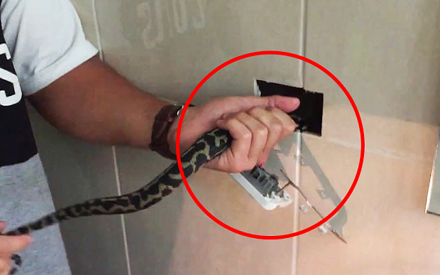 Австралієць знайшов змію в розетці свого будинку - фото 1