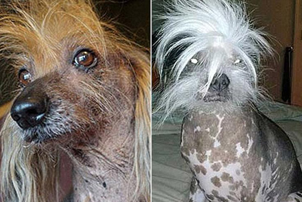 В США обирають найпотворнішу собаку (ФОТО) - фото 1