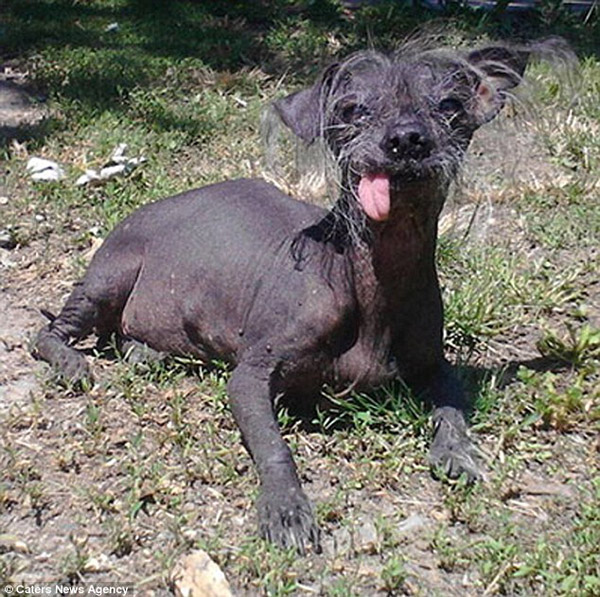 В США обирають найпотворнішу собаку (ФОТО) - фото 2